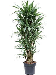 Insta-friendly Dracaena deremensis 'Warneckei' Tall Indoor House Plants Trees