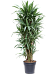 Insta-friendly Dracaena deremensis 'Warneckei' Tall Indoor House Plants Trees