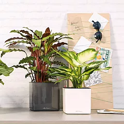 LECHUZA CUBE Glossy Square Poly Resin Indoor Self-watering Planter