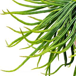 Easy-Care Mistletoe Cactus Rhipsalis wercklei Indoor House Plants
