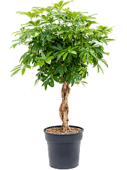 Easy-Care Umbrella Tree Schefflera arboricola 'Compacta' Tall Indoor House Plants Trees