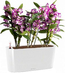 Blooming Dendrobium Orchid in LECHUZA DELTA Self-watering Planter, Total Height 50 cm