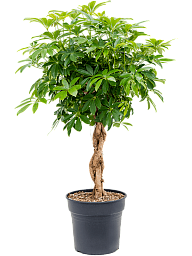 Easy-Care Umbrella Tree Schefflera arboricola 'Compacta' Tall Indoor House Plants Trees
