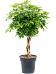 Easy-Care Umbrella Tree Schefflera arboricola 'Compacta' Tall Indoor House Plants Trees