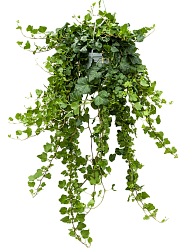 Easy-Care English Ivy Hedera helix 'Wonder' Indoor House Plants