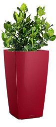 Clusia in LECHUZA CUBICO Self-watering Planter, Total Height 90 cm