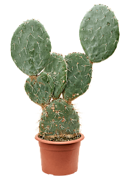 Easy-Care Prickly Pear Cactus Opuntia maxima Indoor House Plants