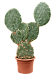 Easy-Care Prickly Pear Cactus Opuntia maxima Indoor House Plants