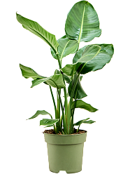 Tropical Bird of Paradise Strelitzia nicolai Indoor House Plants