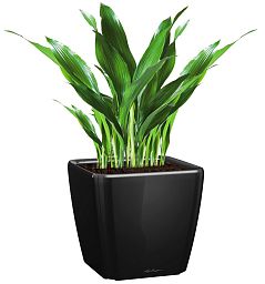 Aspidistra in LECHUZA QUADRO LS Self-watering Planter, Total Height 80 cm