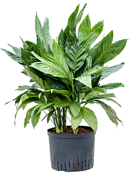 Lush Parlour Palm Chamaedorea metallica Indoor House Plants
