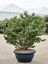 Lush Japanese white pine Pinus parviflora 'Bergman' (140-160) Outdoor Plants