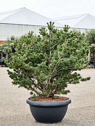 Lush Japanese white pine Pinus parviflora 'Bergman' (140-160) Outdoor Plants