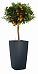 Citrofortunella Calamondine in LECHUZA CUBICO Color Self-watering Planter, Total Height 180 cm