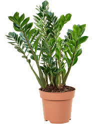Lush ZZ Plant Zamioculcas zamiifolia Indoor House Plants