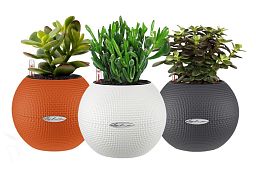 Crassula Money Plants Set in 3 LECHUZA-PURO Self-watering Planters, Total Height 30 cm
