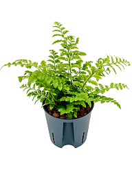 Delicate Birds Nest Fern Asplenium dimorphum 'Parvati' Indoor House Plants