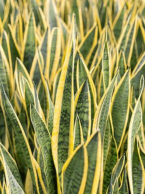 Elegant Snake Plant Sansevieria trifasciata 'Laurentii' Indoor House Plants