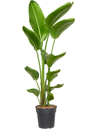 Tropical Bird of Paradise Strelitzia nicolai Indoor House Plants