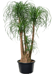 Tropical Ponytail Palm Beaucarnea recurvata Tall Indoor House Plants Trees
