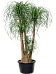 Tropical Ponytail Palm Beaucarnea recurvata Tall Indoor House Plants Trees