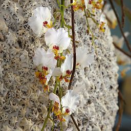 Beach Shell Round Polystone Indoor Planter