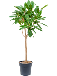 Lush Treasure Tree Ficus america 'Tresor' Tall Indoor House Plants Trees