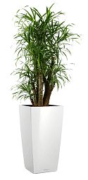 Dracaena Reflexa Anita in LECHUZA CUBICO Self-watering Planter, Total Height 180 cm
