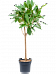 Lush Treasure Tree Ficus america 'Tresor' Tall Indoor House Plants Trees