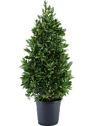 Lush Bay Tree Laurus nobilis