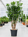 Easy-Care Dragon Tree Pleomele (Dracaena) reflexa Tall Indoor House Plants Trees