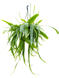 Cheerful Orchid Cactus Epiphyllum pumilum Indoor House Plants