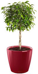 Ficus Benjamina Exotica in LECHUZA CLASSICO LS Self-watering Planter, Total Height 70 cm