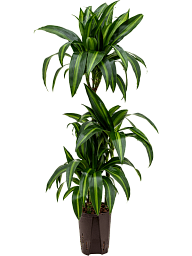 Elegant Corn Plant Dracaena fragrans 'Hawaiian Sunshine' Indoor House Plants