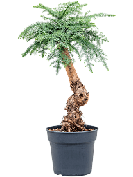 Graceful Norfolk Island Pine Araucaria cunninghamii Tall Indoor House Plants Trees