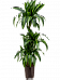 Elegant Corn Plant Dracaena fragrans 'Hawaiian Sunshine' Indoor House Plants