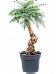 Graceful Norfolk Island Pine Graceful Norfolk Island Pine Araucaria cunninghamii Tall Indoor House Plants Trees