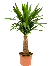 Insta-friendly Spineless Yucca elephantipes Tall Indoor House Plants Trees