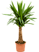 Insta-friendly Spineless Yucca elephantipes Tall Indoor House Plants Trees
