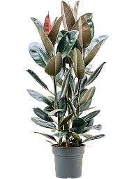 Lush Rubber Plant Ficus elastica 'Abidjan' Indoor House Plants