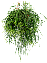 Easy-Care Mistletoe Cactus Rhipsalis pulchra Indoor House Plants