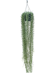 Colorful Blue Pickle Senecio blue pickle Indoor House Plants