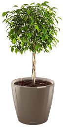 Ficus Benjamina Exotica in LECHUZA CLASSICO LS Self-watering Planter, Total Height 70 cm