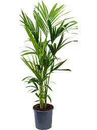 Lush Sentry Palm Kentia (Howea) forsteriana Indoor House Plants
