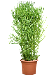 Cheerful African Milk Tree Euphorbia tirucalli Indoor House Plants