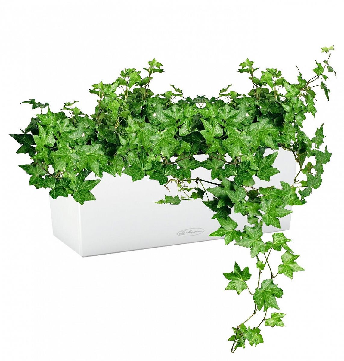 Ivy in LECHUZA BALCONERA Color Self-watering Planter, Total Height 50 cm