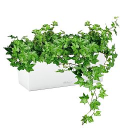 Ivy in LECHUZA BALCONERA Color Self-watering Planter, Total Height 50 cm