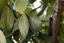 Lush Bay Tree pyramid (Laurus nobilis)