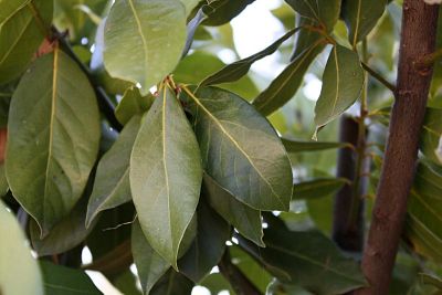 Lush Bay Tree Bay tree standard (Laurus Nobilis) Outdoor Live Plant