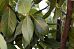 Bay tree bush (Laurus nobilis)